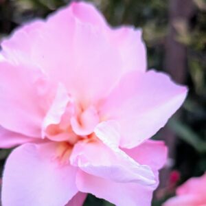 Rosa Oleanderblüte als Symbol für psychosoziale Beratung